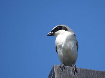 Loggerhead Shrike