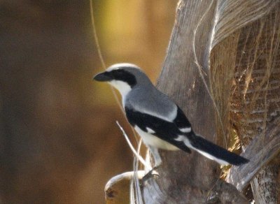 Loggerhead Shrike