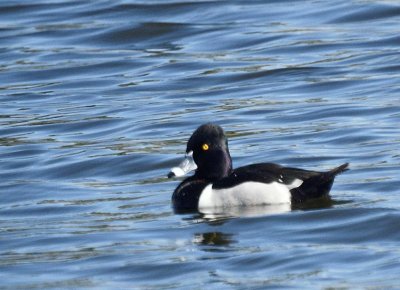 Ring-necked Duck