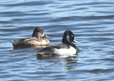 Ring-necked Duck