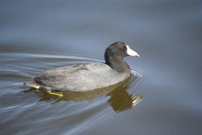 American Coot