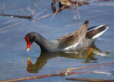 Common Moorhen