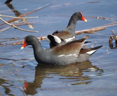 Common Moorhen