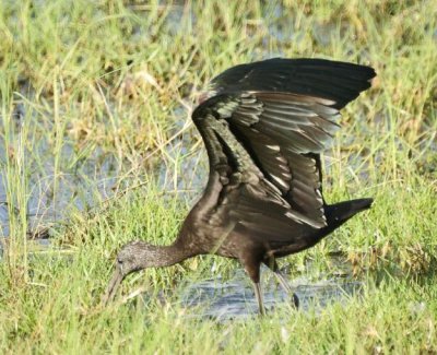 Glossy Ibis