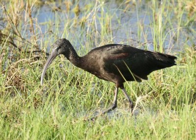 Glossy Ibis