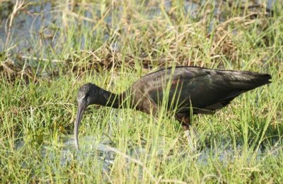 Glossy Ibis