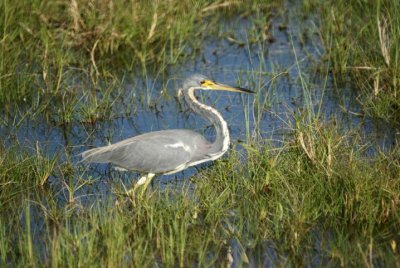 Tricolored Heron