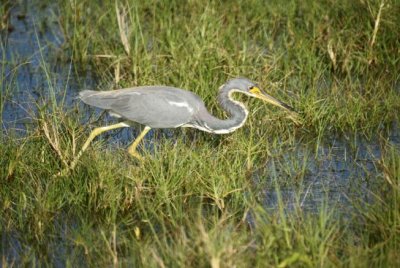 Tricolored Heron