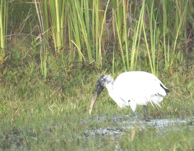 Wood Stork