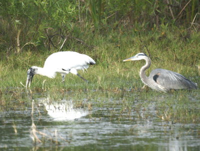 Wood Stork & Great Blue Heron