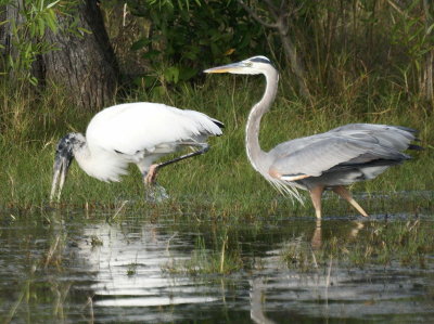 Wood Stork & Great Blue Heron