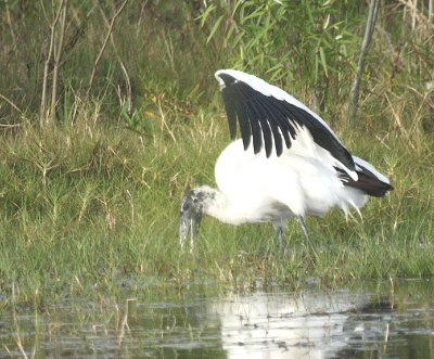 Wood Stork