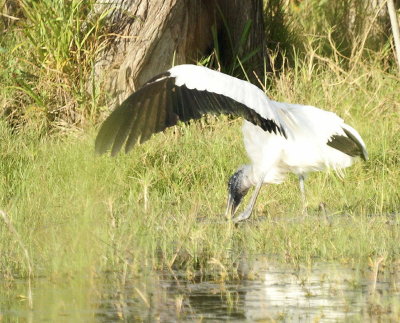 Wood Stork