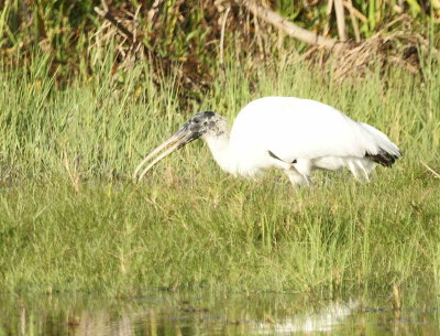 Wood Stork