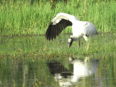 Wood Stork