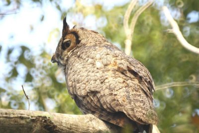 Great Horned-Owl