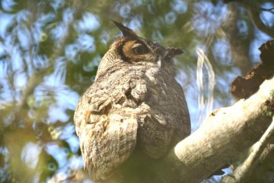 Great Horned-Owl