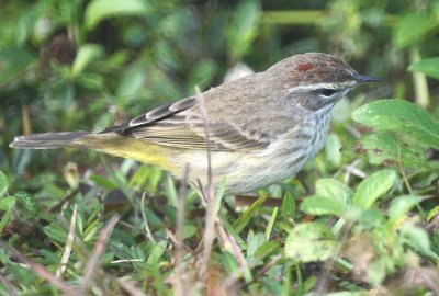 Palm Warbler