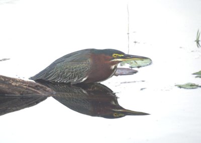 Green Heron