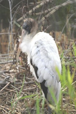 Wood Stork