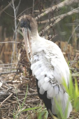 Wood Stork