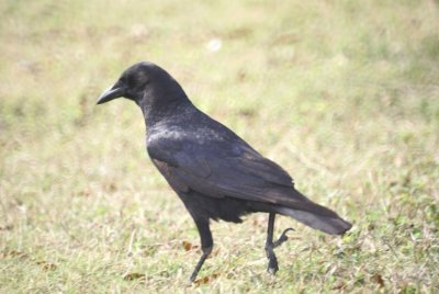 American Crow