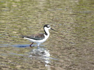 Black-necked Stilt