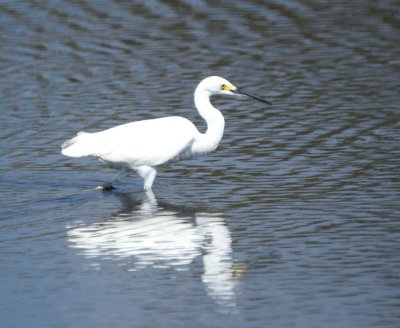  snowy Egret