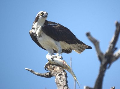Osprey