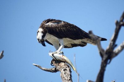 Osprey