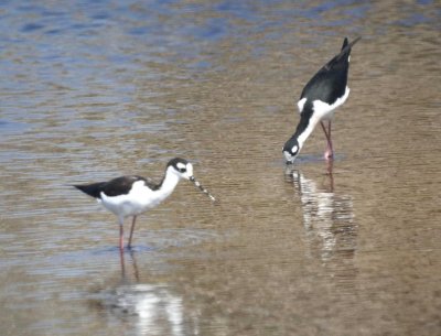 Black-necked Stilt