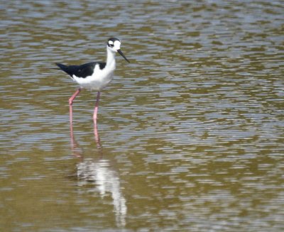 Black-necked Stilt