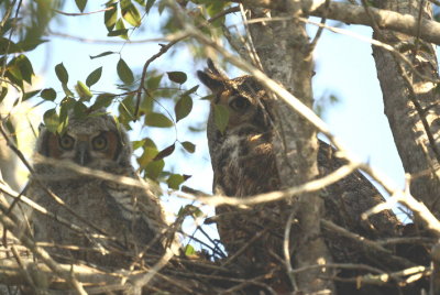 Great Horned-Owl