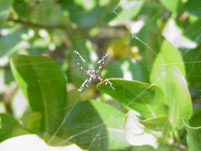 Spider