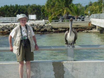 Nancy & Brown Pelican