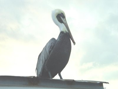 Brown Pelican