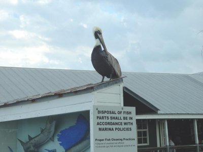 Brown Pelican