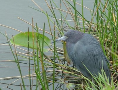 Little Blue Heron