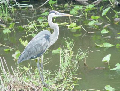 Great Blue Heron