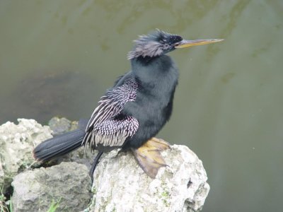 Anhinga