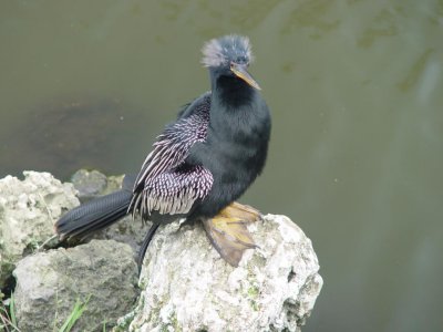 Anhinga