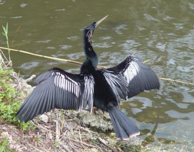 Anhinga