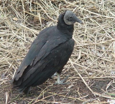 Black Vulture