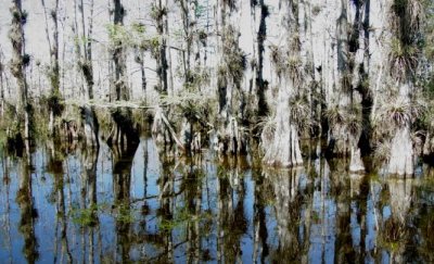 Cypress swamp