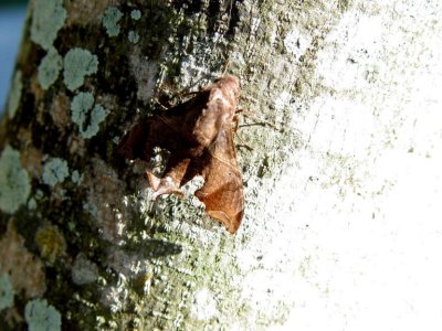 Leaf moth