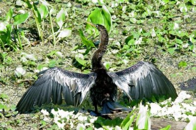 Anhinga