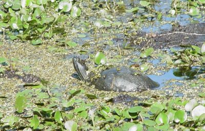 Turtle