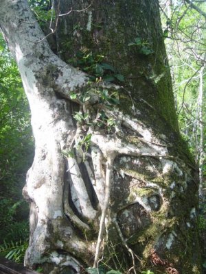 Strangler fig