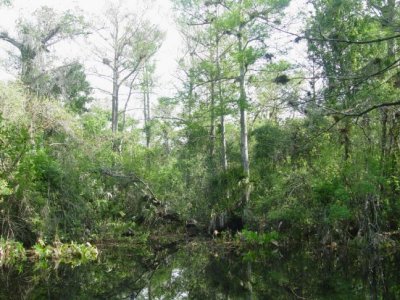 Cypress swamp
