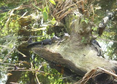 Alligators